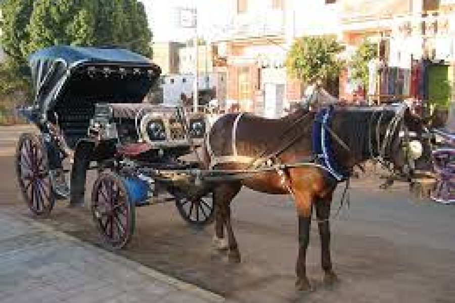 From Luxor-City Tour by Horse Carriage from the East Bank